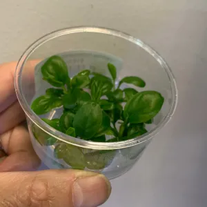 Anubias heterophylla TC Cup