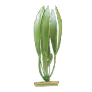 Aquascaper Amazon Sword Plant 8 in