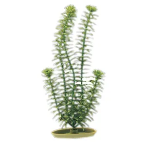 Aquascaper Anacharis Medium 8 in