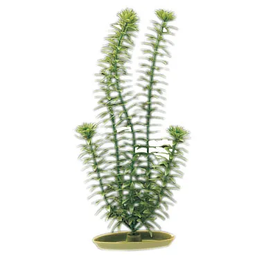 Aquascaper Anacharis Medium 8 in