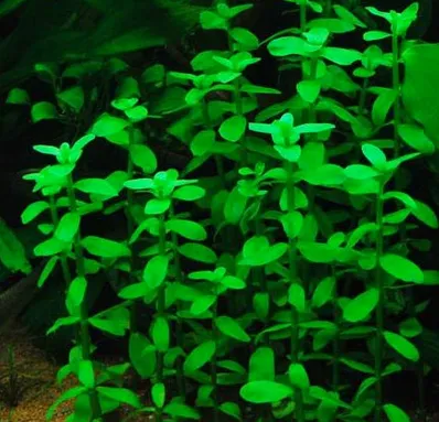 Bacopa madagascariensis