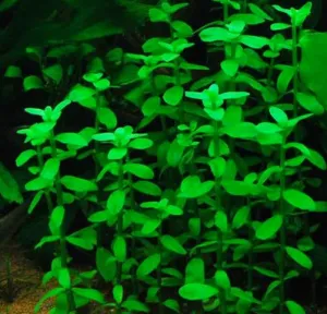 Bacopa madagascariensis