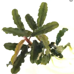 Bucephalandra Titan