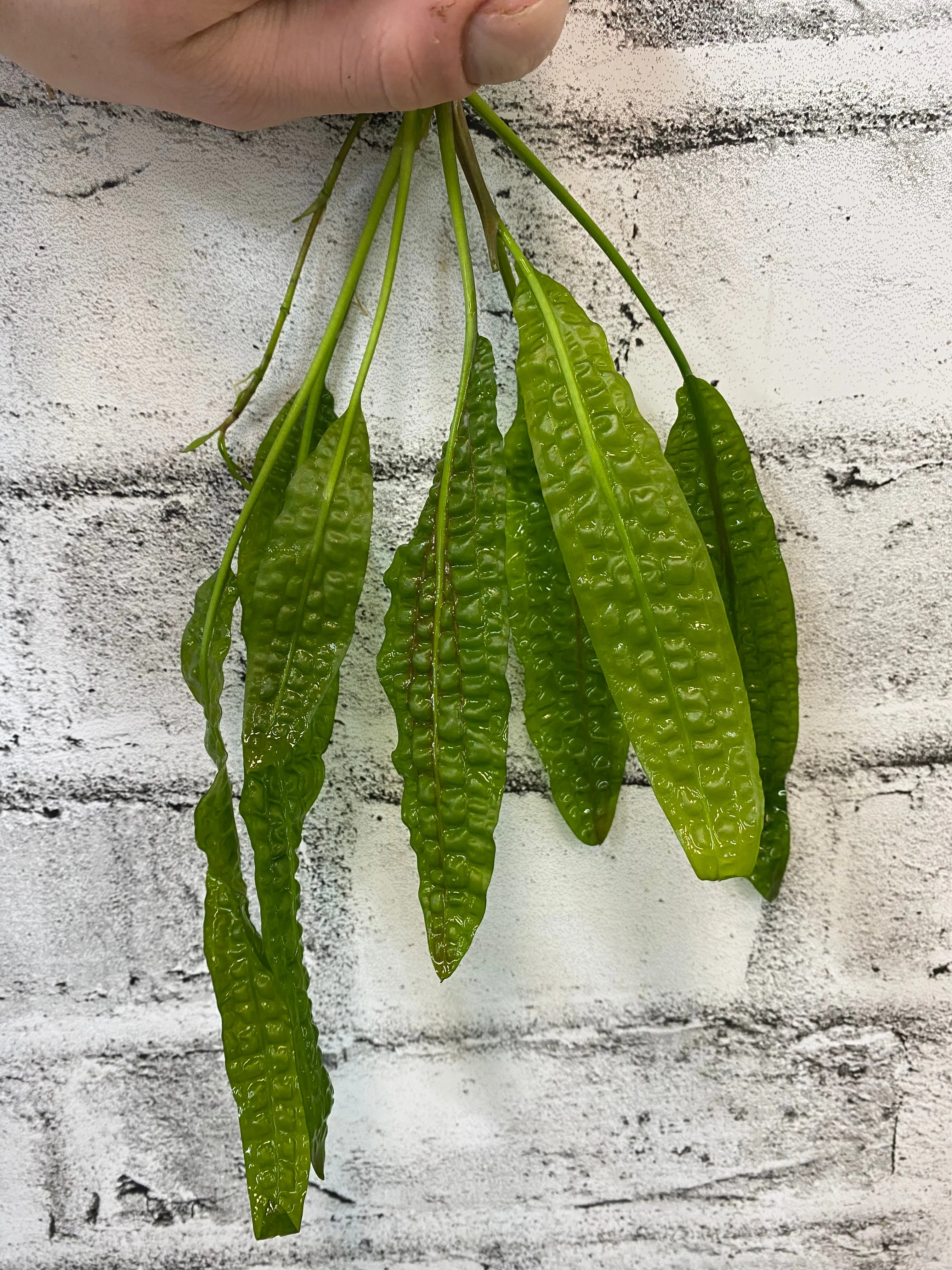 Cryptocoryne aponogetifolia