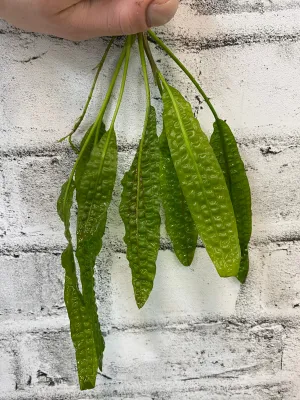 Cryptocoryne aponogetifolia