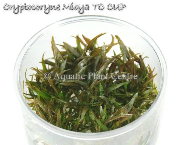 Cryptocoryne 'Mi Oya' TC Cup