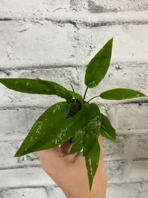 Cryptocoryne usteriana 'Green'
