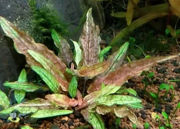 Cryptocoryne wendtii Green Gecko