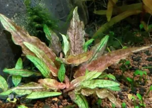 Cryptocoryne wendtii Green Gecko