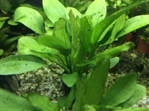 Echinodorus 'Jaguar'