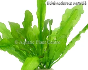 Echinodorus major