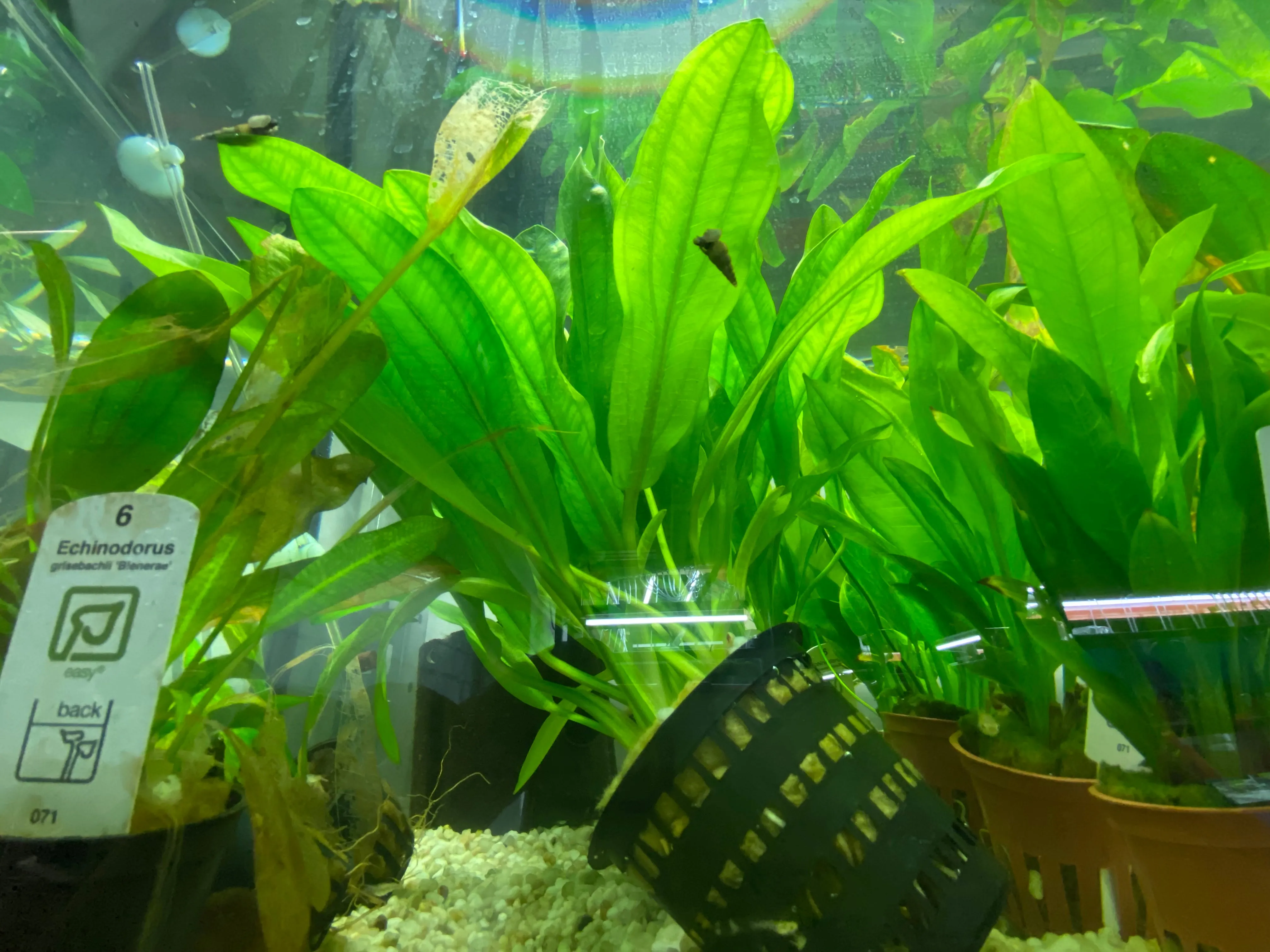 Echinodorus major