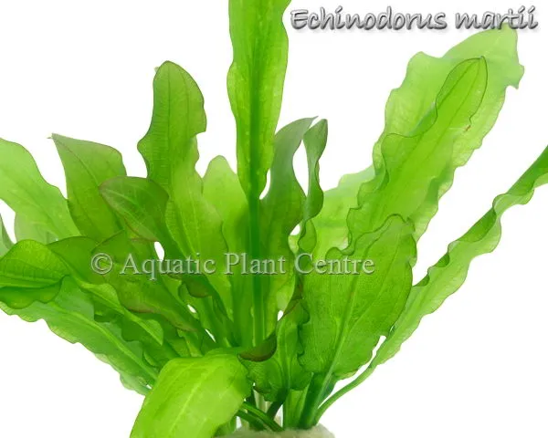 Echinodorus major
