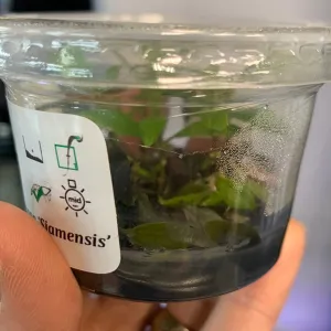 Hygrophila corymbosa Siamensis TC