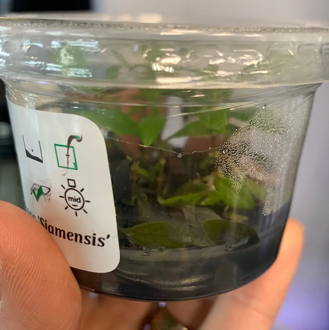 Hygrophila corymbosa Siamensis TC
