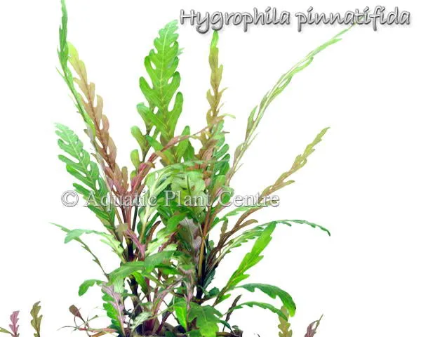Hygrophila pinnatifida
