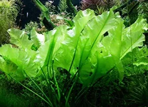 Japanese Spatterdock