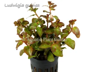 Ludwigia senegalensis 'Guinea'