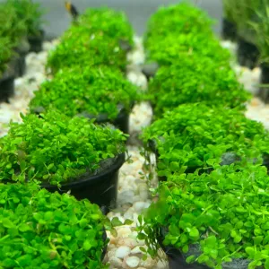 Micranthemum Monte Carlo - Potted