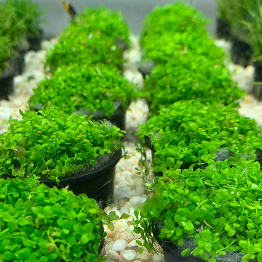 Micranthemum Monte Carlo - Potted