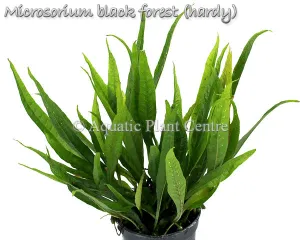 Microsorum Black Forest