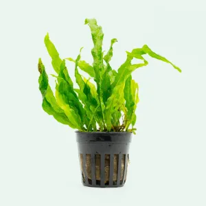 Microsorum Flaming