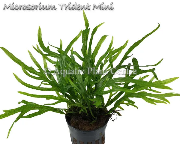 Microsorum Trident Mini