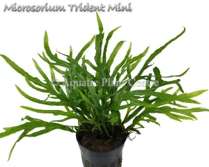Microsorum Trident Mini