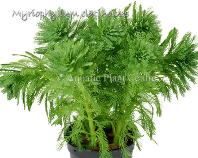 Myriophyllum elatinodes