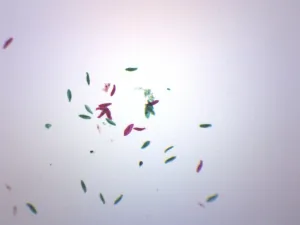 Paramecium, Whole Mount - Prepared Microscope Slide - 75x25mm