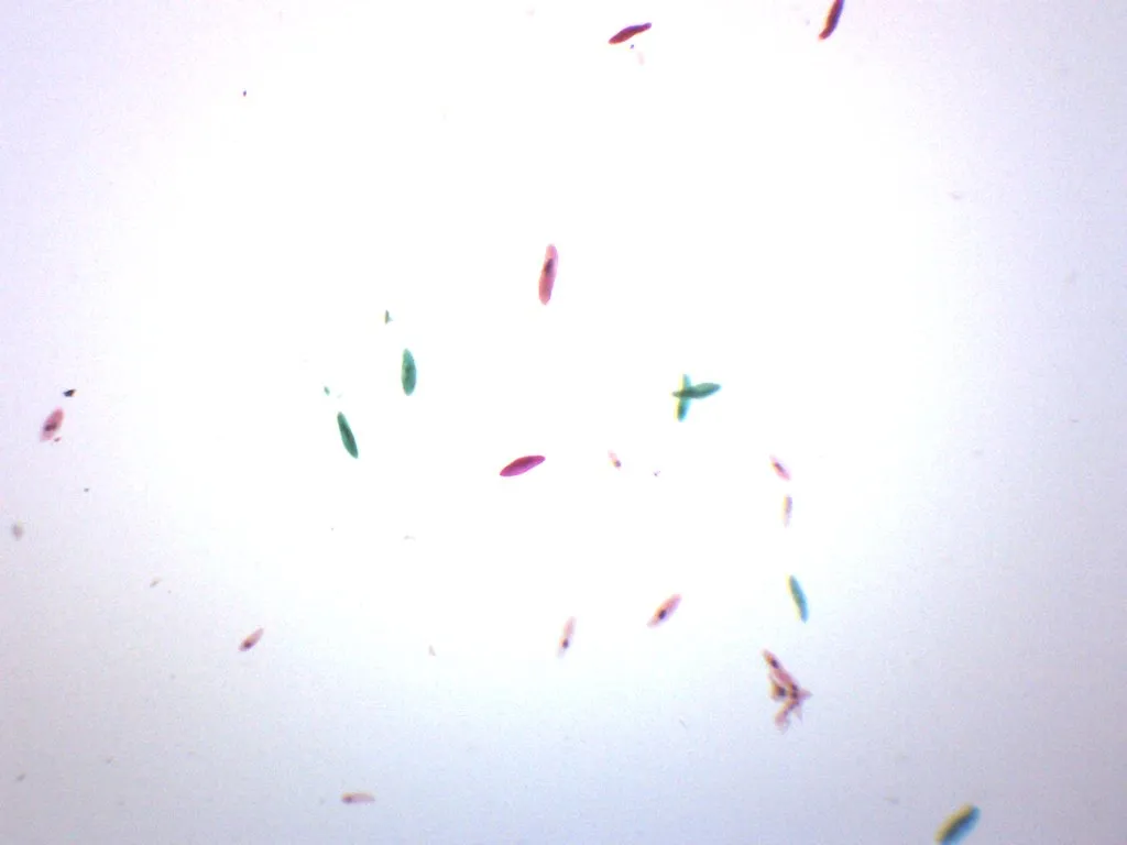 Paramecium, Whole Mount - Prepared Microscope Slide - 75x25mm