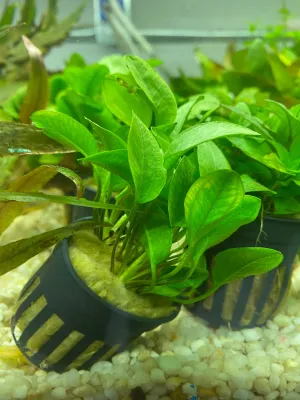 Ranalisma rostratum