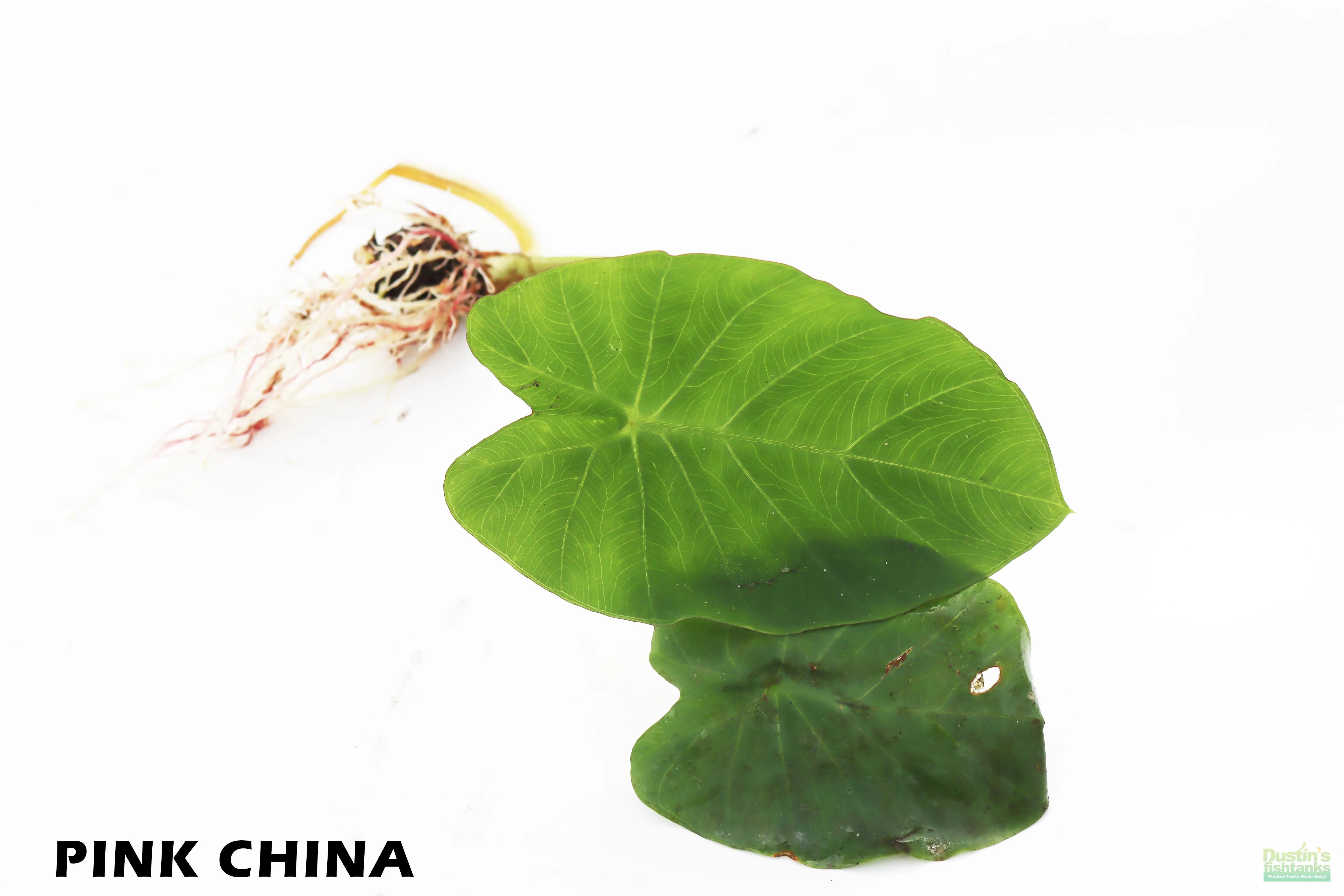 Taro Plants (6 Types!)