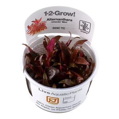 Tropica Alternanthera reineckii Mini 1-2-Grow
