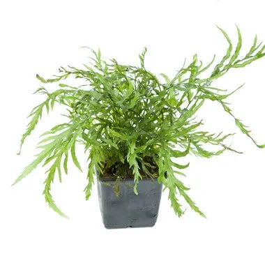 Tropica Bolbitis heudelotii