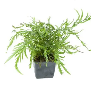 Tropica Bolbitis heudelotii