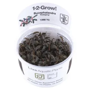 Tropica Bucephalandra 'Kedagang' 1-2-Grow