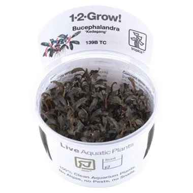 Tropica Bucephalandra 'Kedagang' 1-2-Grow