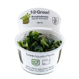 Tropica Bucephalandra pygmaea 'Bukit Kelam' 1-2-Grow