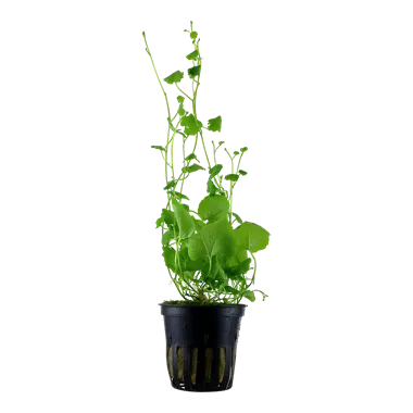 Tropica Cardamine lyrata