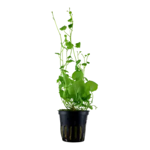 Tropica Cardamine lyrata