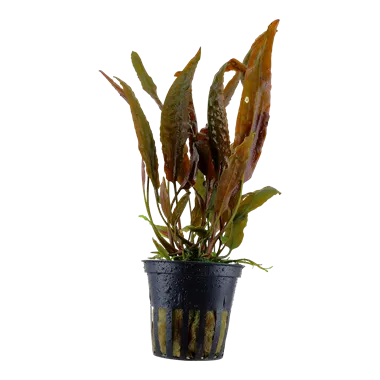 Tropica Cryptocoryne usteriana