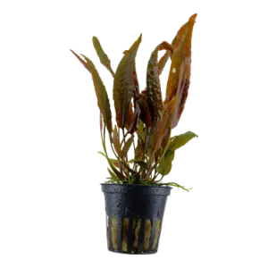 Tropica Cryptocoryne usteriana