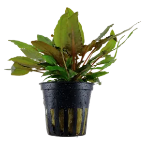 Tropica Cryptocoryne wendtii Tropica