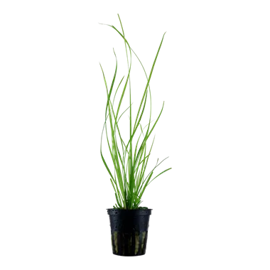 Tropica Cyperus helferi