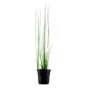 Tropica Eleocharis montevidensis