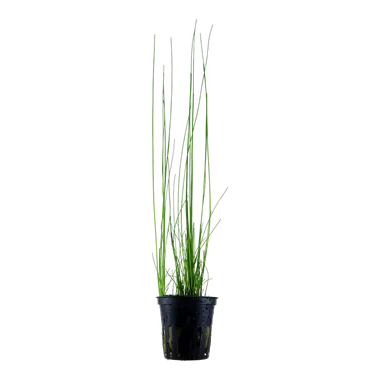 Tropica Eleocharis montevidensis