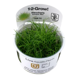 Tropica Eleocharis pusilla 1-2-Grow