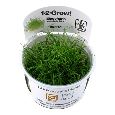 Tropica Eleocharis pusilla 1-2-Grow