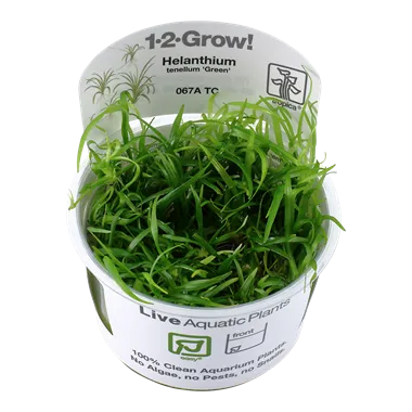 Tropica Helanthium tenellum Green 1-2-Grow